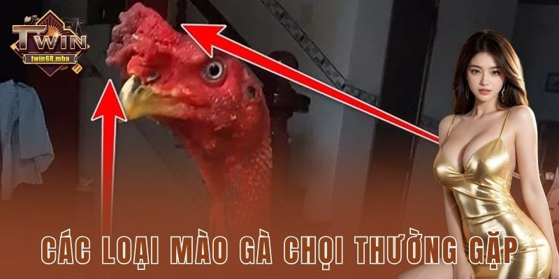 Các loại mào gà chọi thường gặp